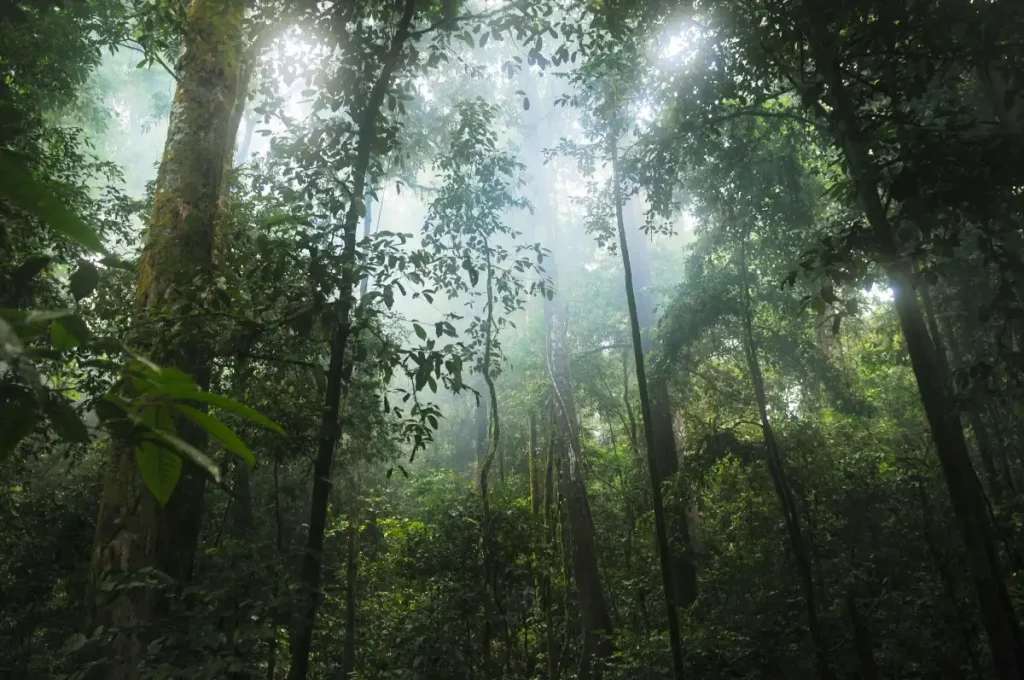 Google to buy carbon credits from massive Amazonian reforestation project Light filters through the Amazon rainforest.