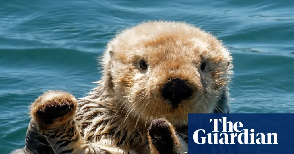 Thursday news quiz: TikTok horrors, hat-trick heroes and a rescued baby otter | Life and style