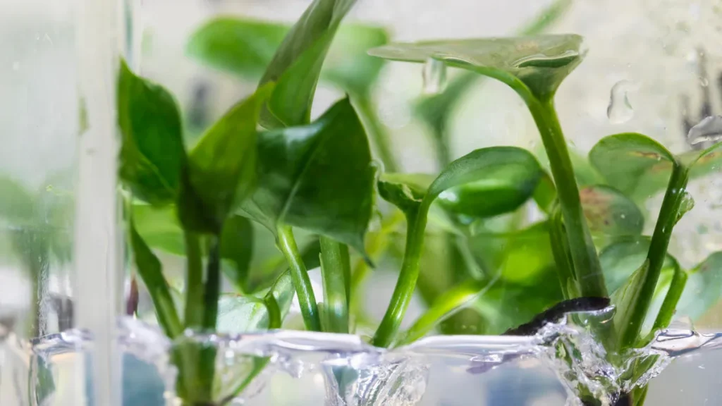 Want Cleaner Air in Your Home? Try These Houseplants a common houseplant, pothos ivy, has been genetically modified to remove chloroform and benzene from the air around it.